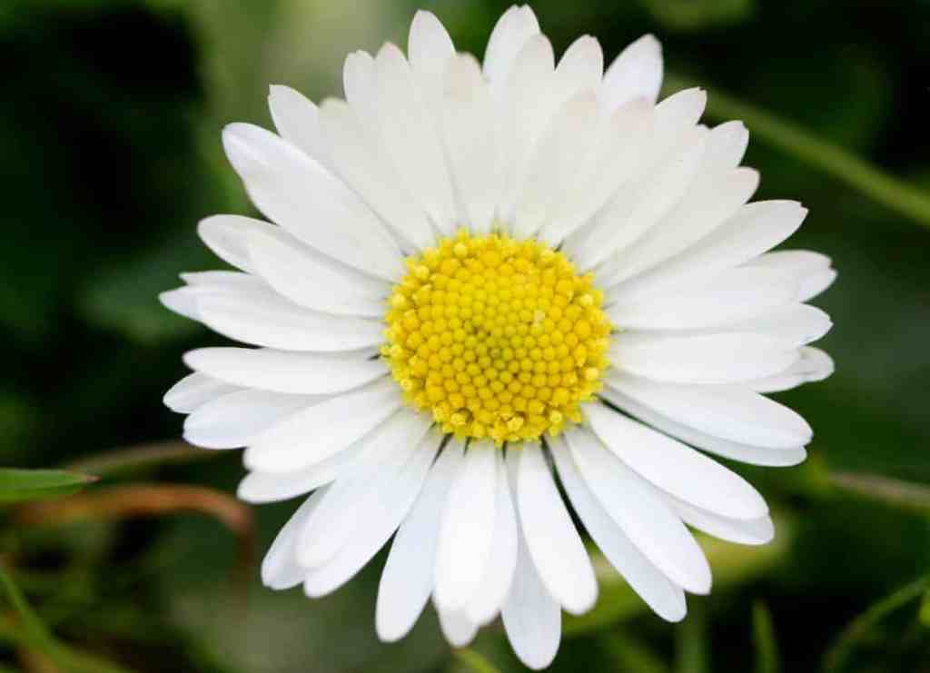 bellis perennis