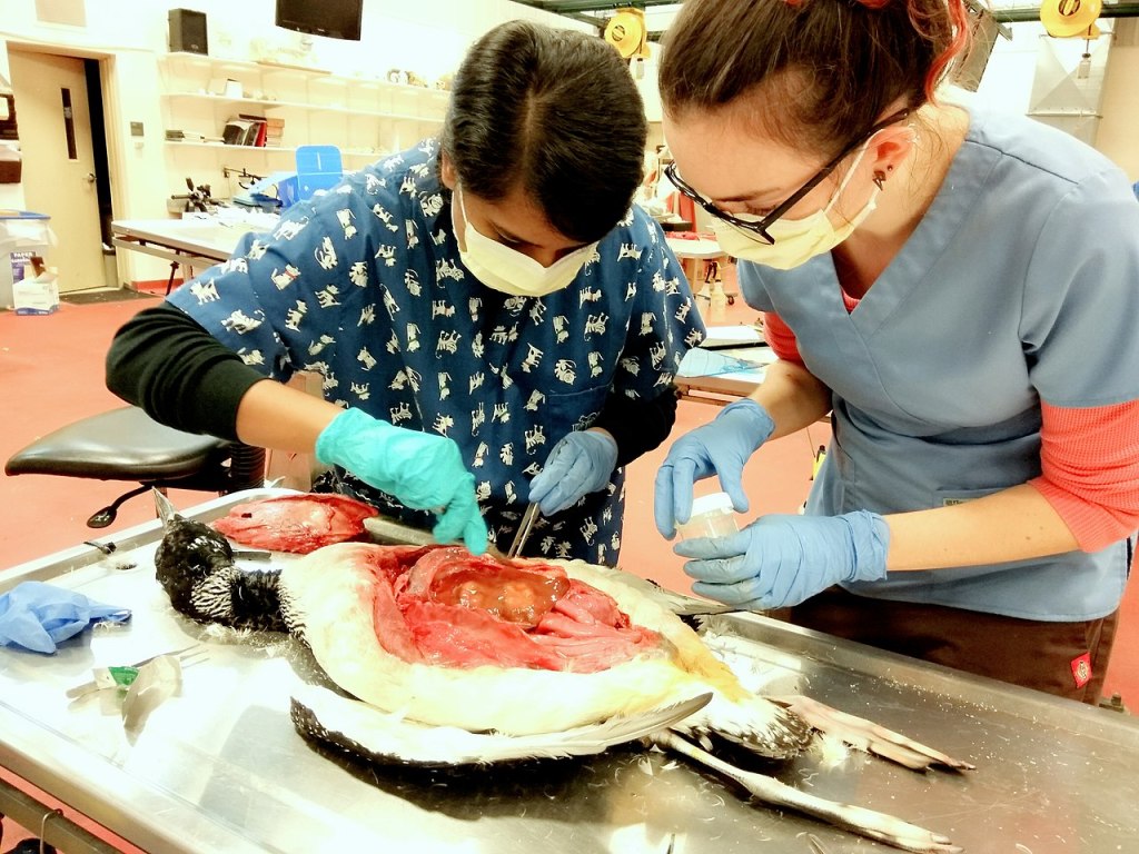 postmortem