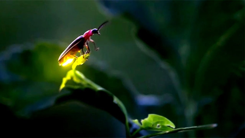Firefly