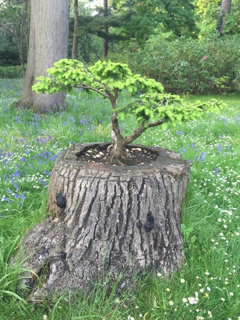 Sonnet II – hope’s&nbsp;lament
