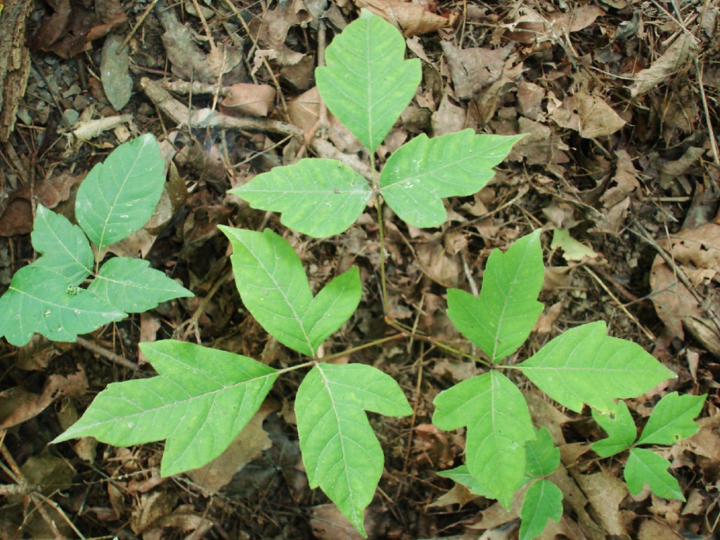 poison ivy