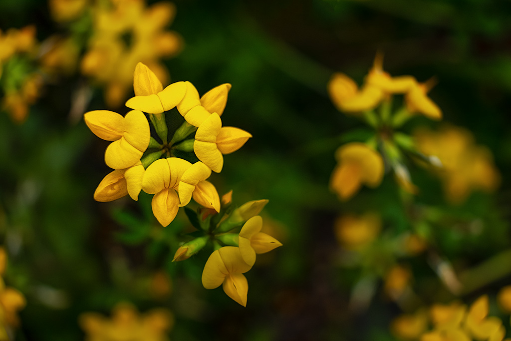 Depth of Field