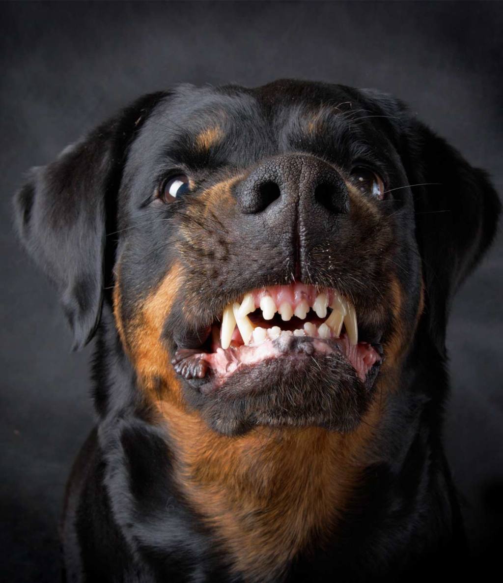 beware of dog