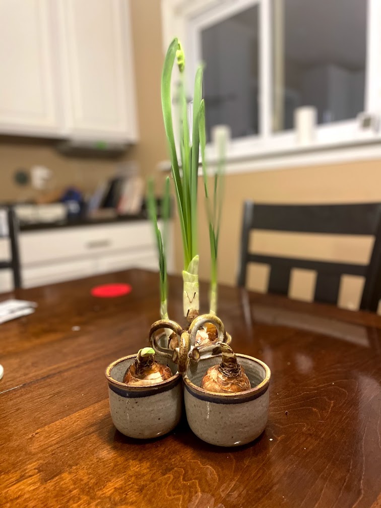 Narcissi