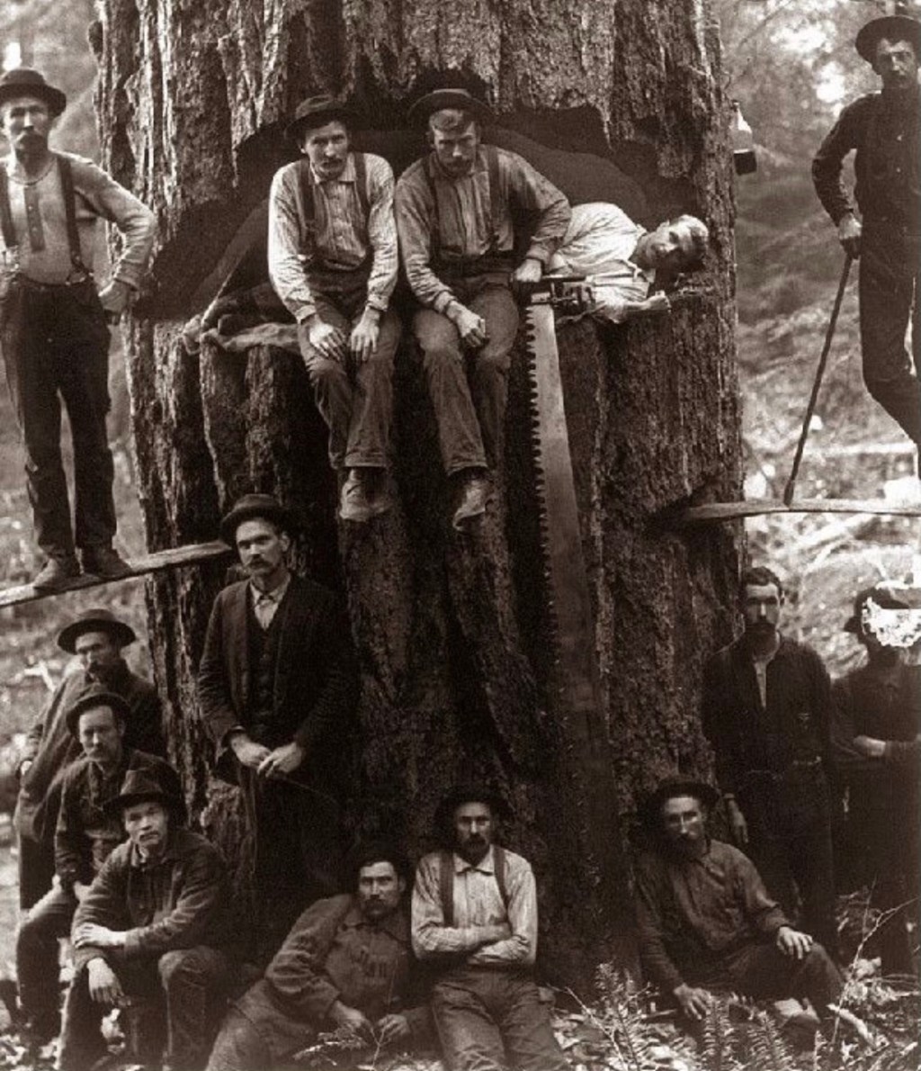crosscut