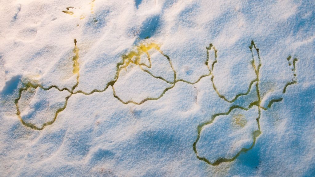 Voiding in Woods on a Snowy&nbsp;Evening