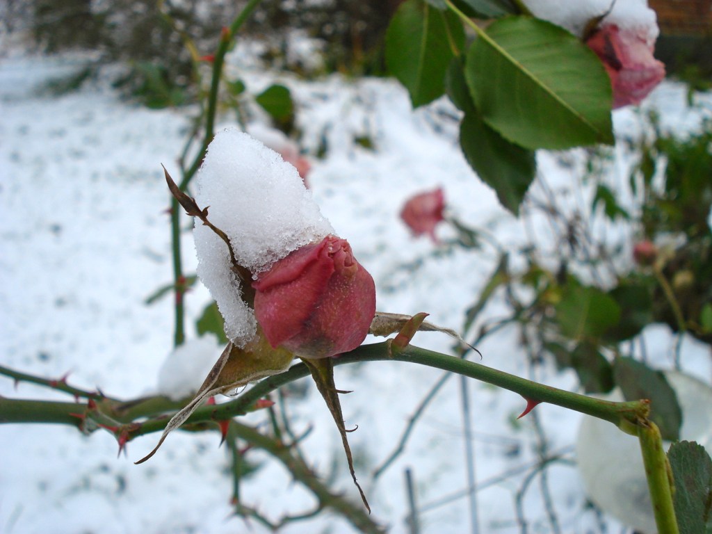 In this, so late a season